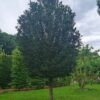 Taxus | Hoogstam