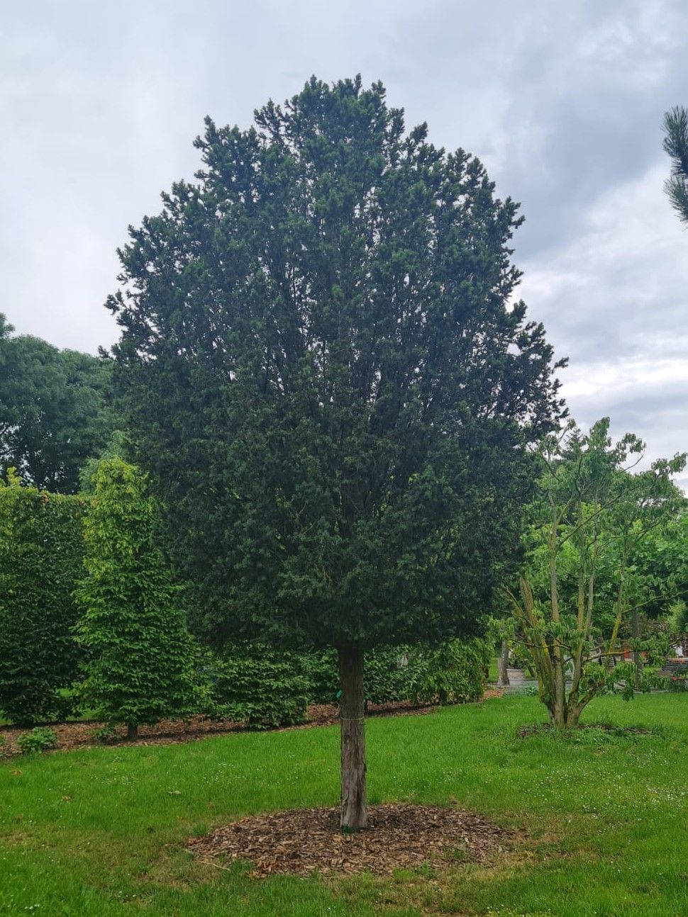 Taxus | Hoogstam