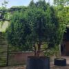 Taxus | Meerstammig