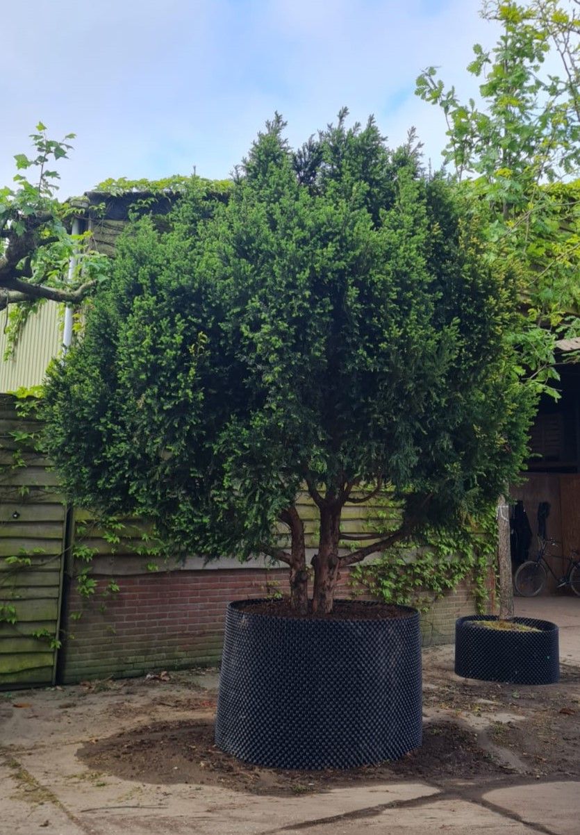 Taxus | Meerstammig