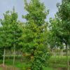 Amberboom | Laagstam