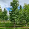 Amberboom | Hoogstam