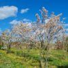 Krentenboom | Meerstammig