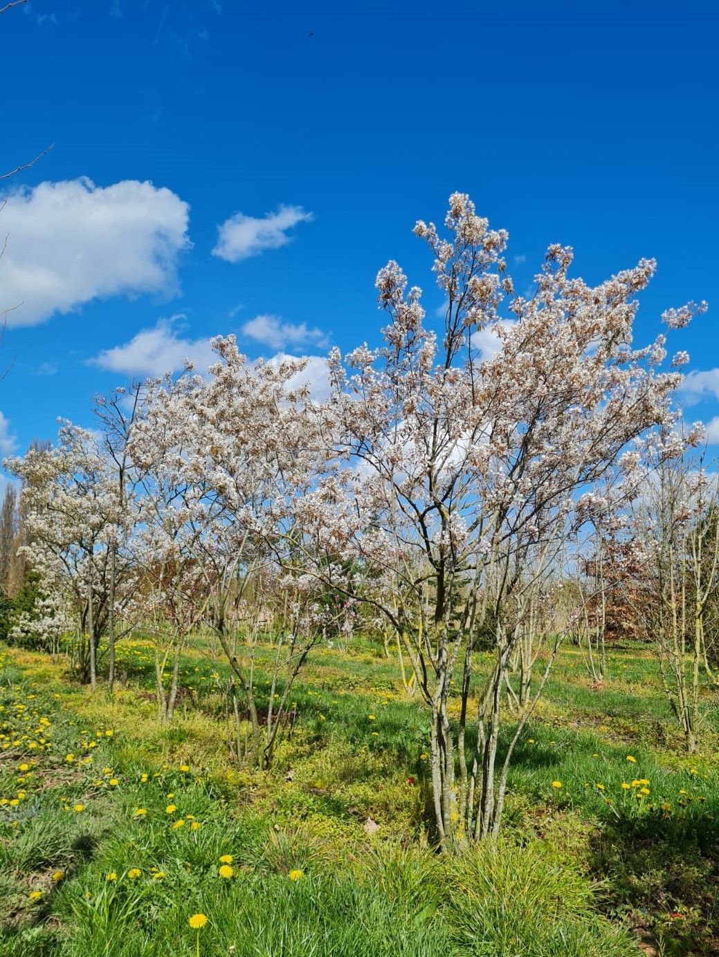Krentenboom | Meerstammig