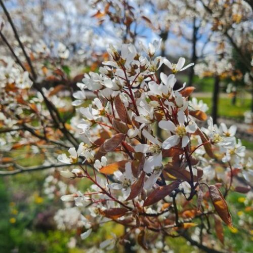 Krentenboom | Hoogstam