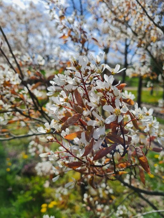 Krentenboom | Hoogstam