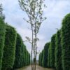 Westerse netelboom | Meerstammig