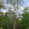 Europese netelboom | Meerstammig