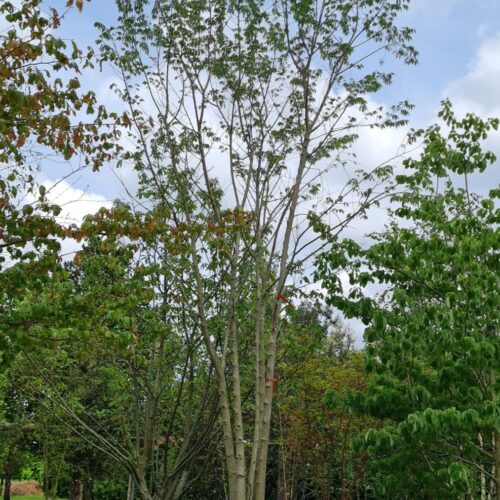 Europese netelboom | Meerstammig