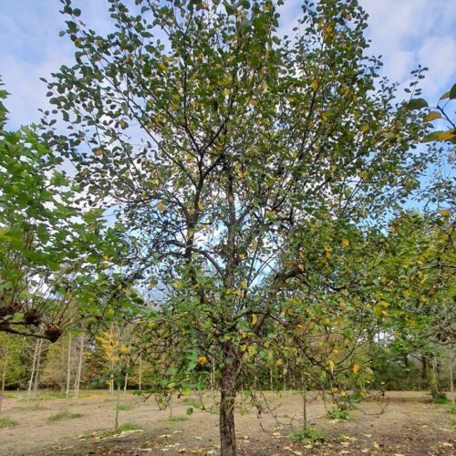 Appelboom 'Lunterse Pippeling' | Hoogstam