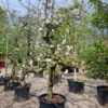 Appelboom 'Goudreinet' | Laagstam