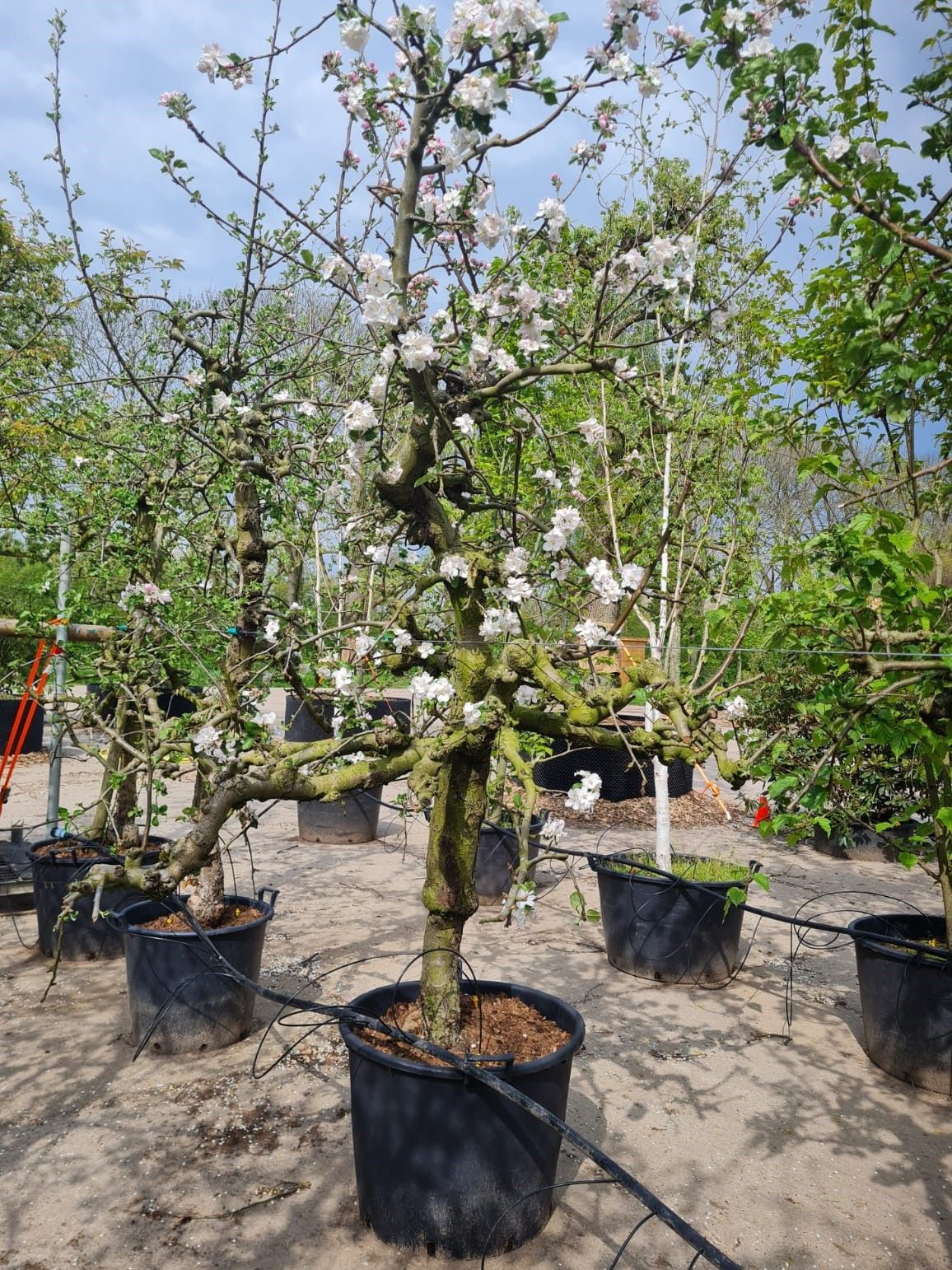 Appelboom 'Goudreinet' | Laagstam