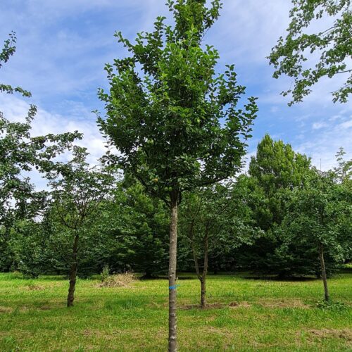 Appelboom 'James Grieve' | Halfstam