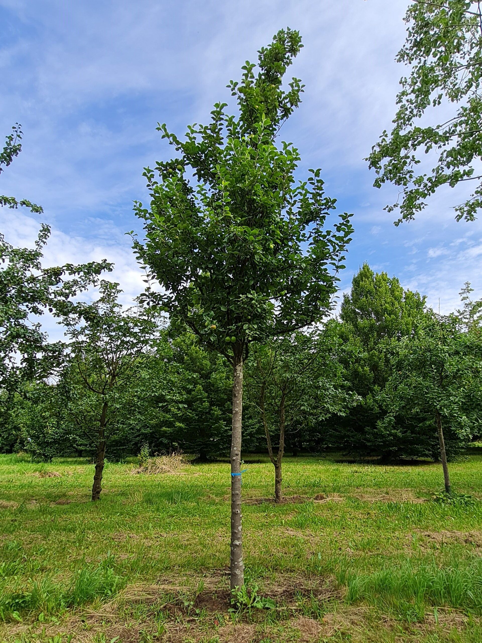 Appelboom ‘James Grieve’ | Halfstam
