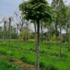 Bolesdoorn | Hoogstam