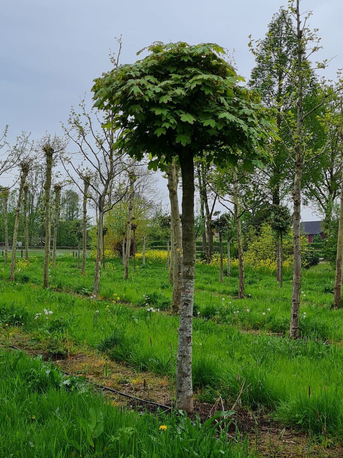 Bolesdoorn | Hoogstam