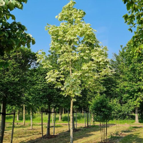 Bonte Noorse esdoorn | Hoogstam