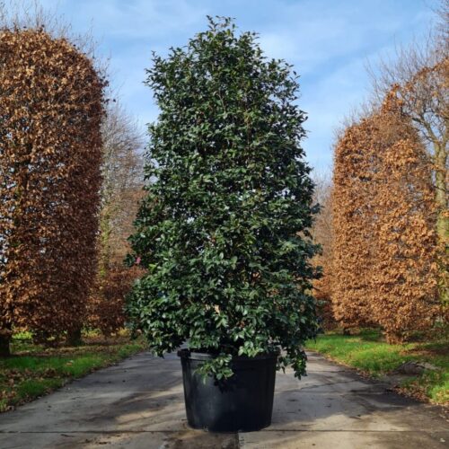 Camellia sasanqua | Struik