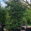 Canadese hemlock spar | Laagstam