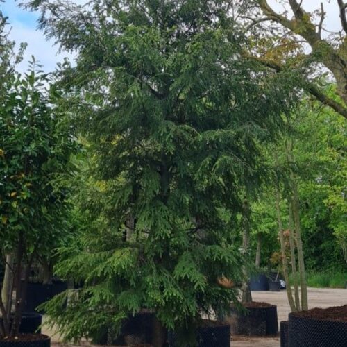 Canadese hemlock spar | Laagstam