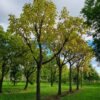 Trompetboom| Hoogstam