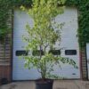 Chinese Esdoorn | Meerstammig