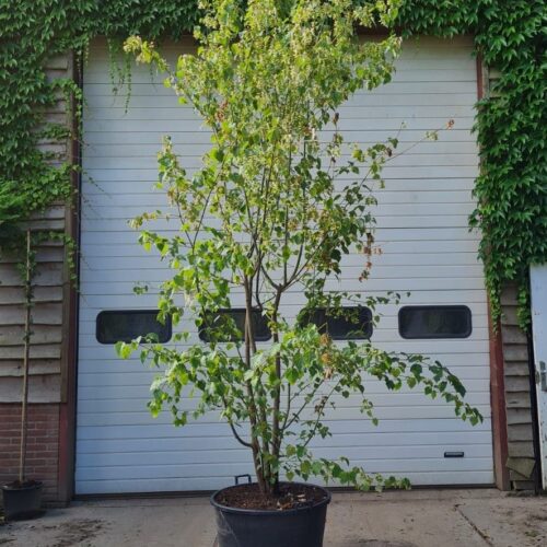 Chinese Esdoorn | Meerstammig