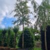 Gele treurwilg | Hoogstam