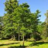 Gele valse Christusdoorn | Hoogstam