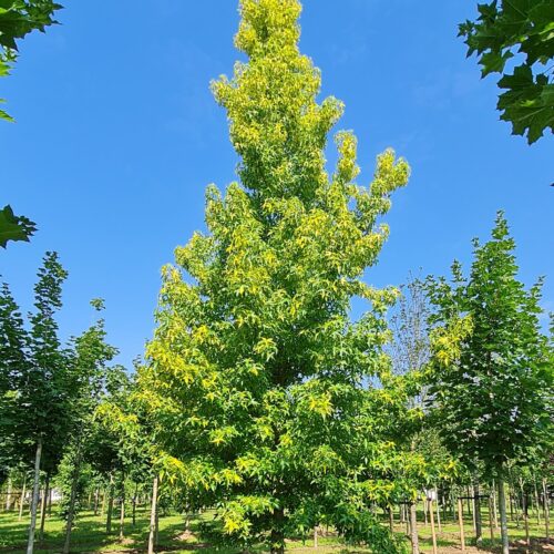 Bontbladige amberboom | Laagstam