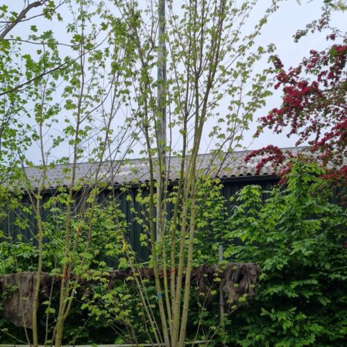 Witte esdoorn | Meerstammig