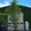 Groene beuk | Meerstammig