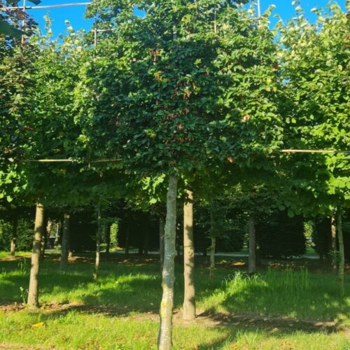 Groene beuk | Leivorm