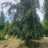 Groene treurbeuk | Halfstam