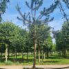 Grove den | Halfstam