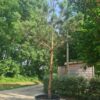 Grove den | Hoogstam