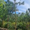 Grove den | Laagstam