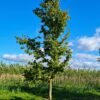 Haagbeuk | Halfstam