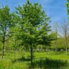 Haagbeuk | Hoogstam