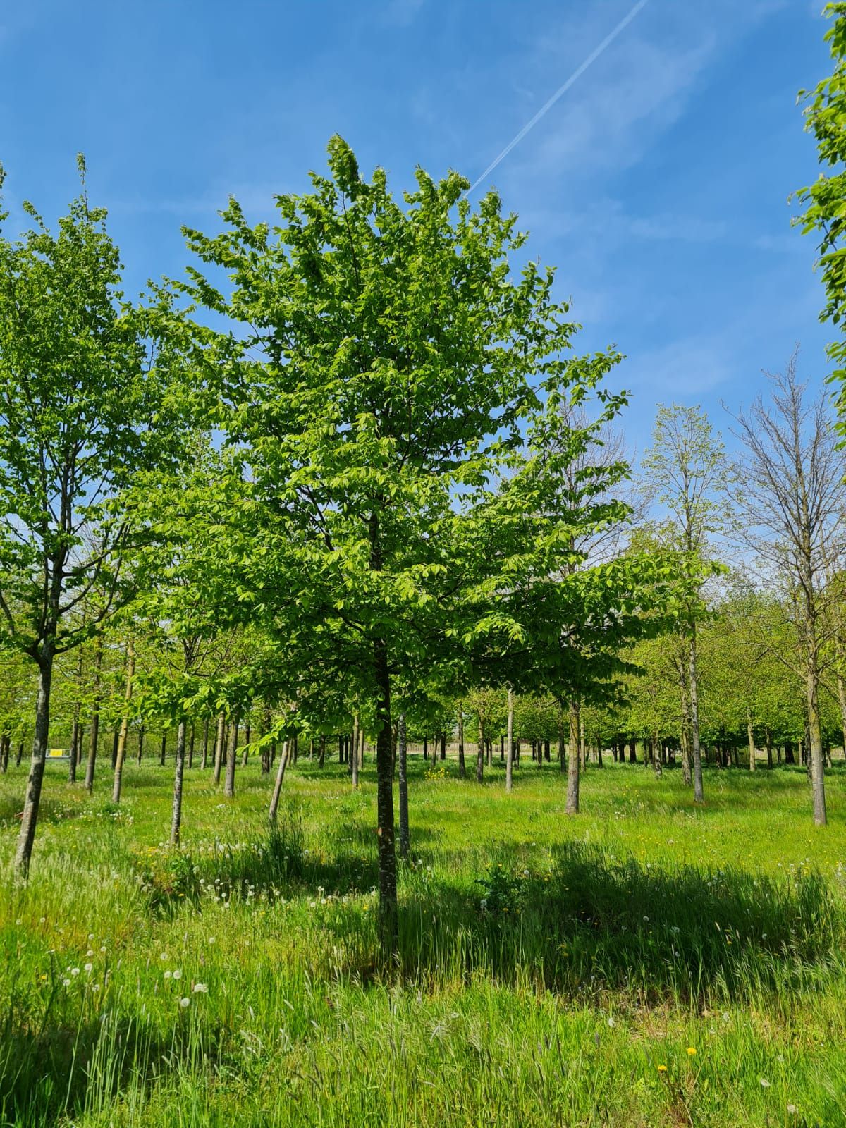 Haagbeuk | Hoogstam