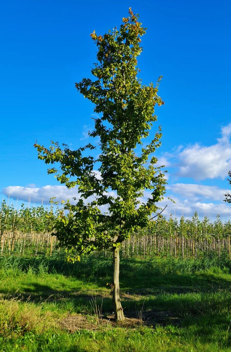 Haagbeuk | Halfstam