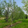 Papierberk | Hoogstam