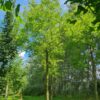 Honingboom | Hoogstam