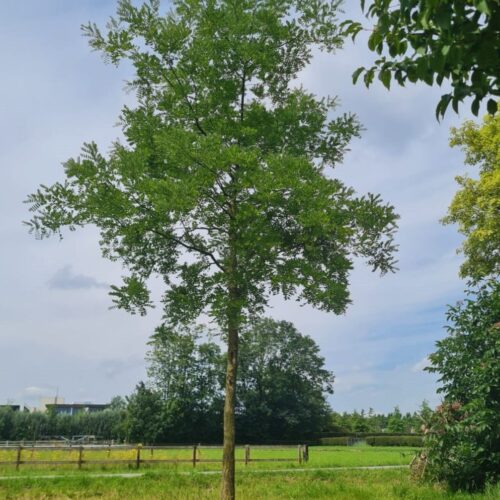 Honingboom | Hoogstam