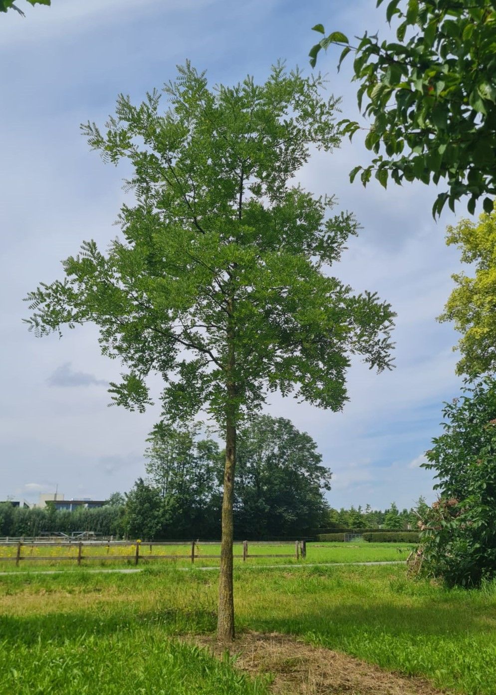 Honingboom | Halfstam solitair