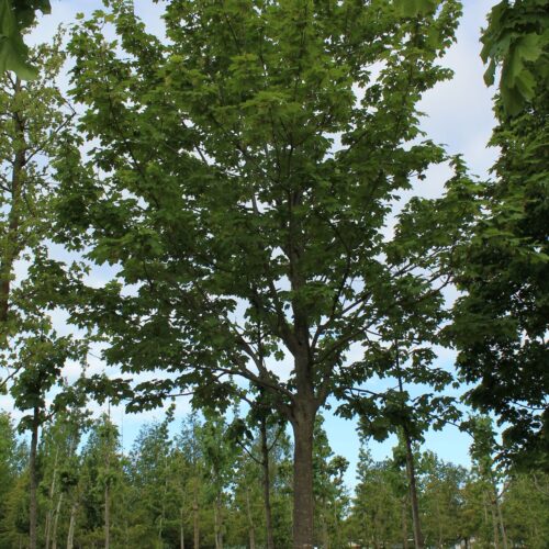 Gewone esdoorn | Hoogstam