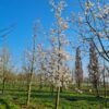 Japanse magnolia | Hoogstam
