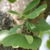 Japanse notenboom (Ginkgo) | Halfstam