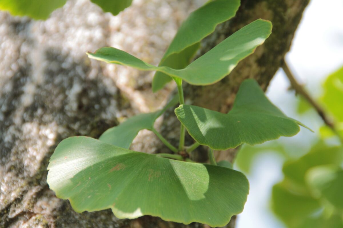 Japanse notenboom (Ginkgo) | Halfstam
