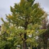 Japanse notenboom (Ginkgo) | Hoogstam